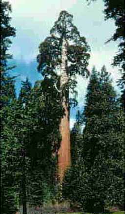 Sequoia Gigante - Flora AVPH