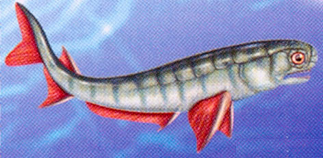 Acanthodes bronni Acanthodes bronni - AVPH