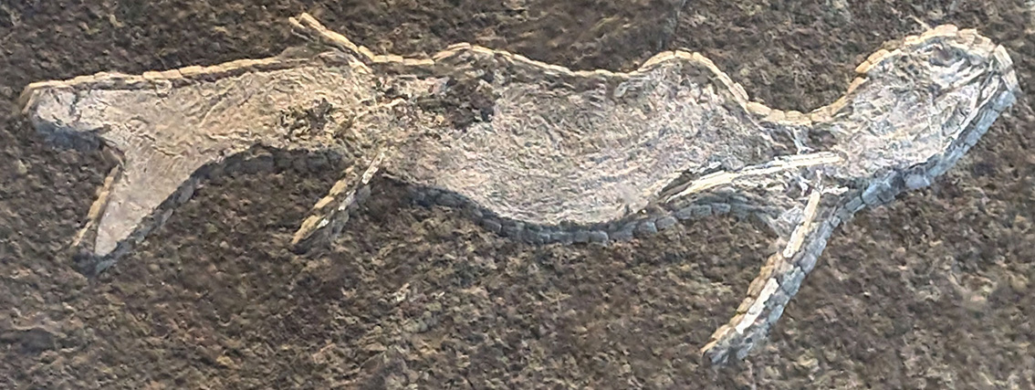 Acanthodes bronni Acanthodes bronni - AVPH