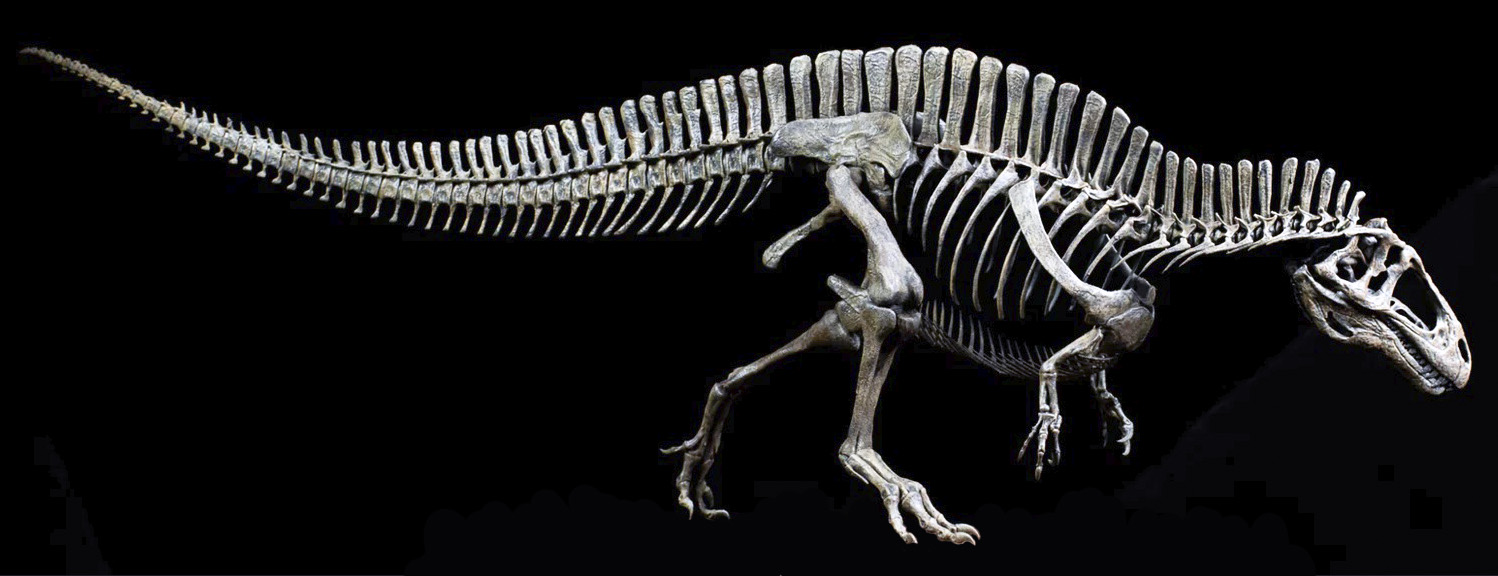 Acrocantossauro Acrocantossauro - AVPH