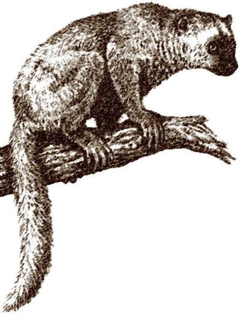 Adapis - AVPH