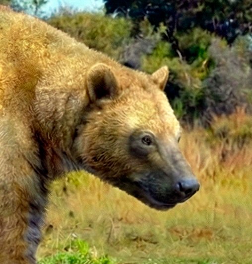 Agriotherium sivalensis - AVPH
