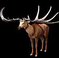 Megaloceros - AVPH