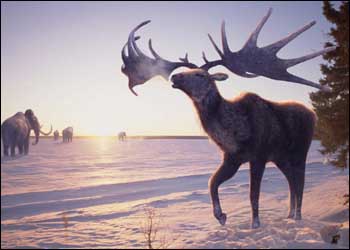 Megaloceros - AVPH
