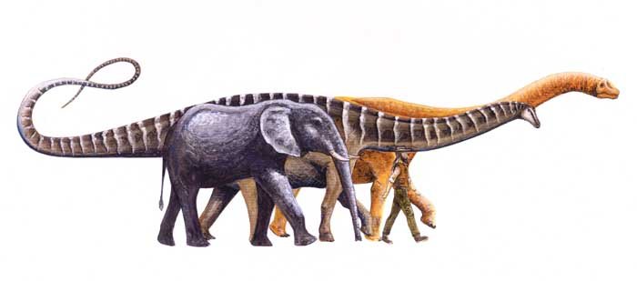 Amazonssauro - Amazonsaurus maranhensis - Atlas Virtual da Pré-História