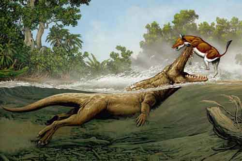 Ambulocetus - AVPH