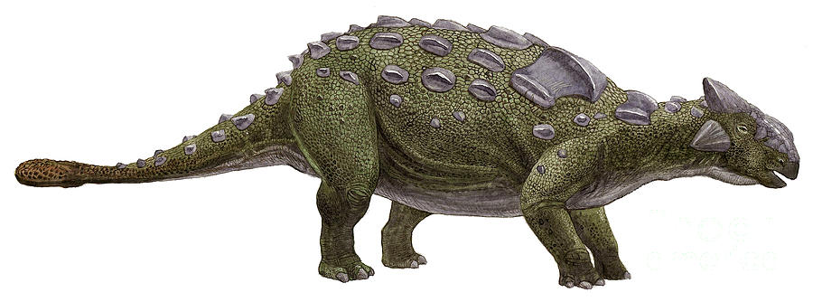 Ankylosaurus magniventris Ankylosaurus magniventris - AVPH