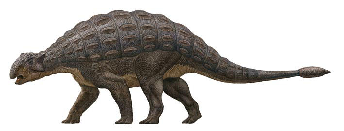 Ankylosaurus magniventris Ankylosaurus magniventris - AVPH