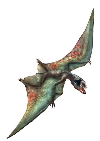 Anurognathus - AVPH