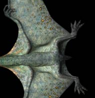 Anurognathus - AVPH