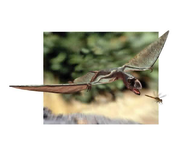 Anurognathus - AVPH