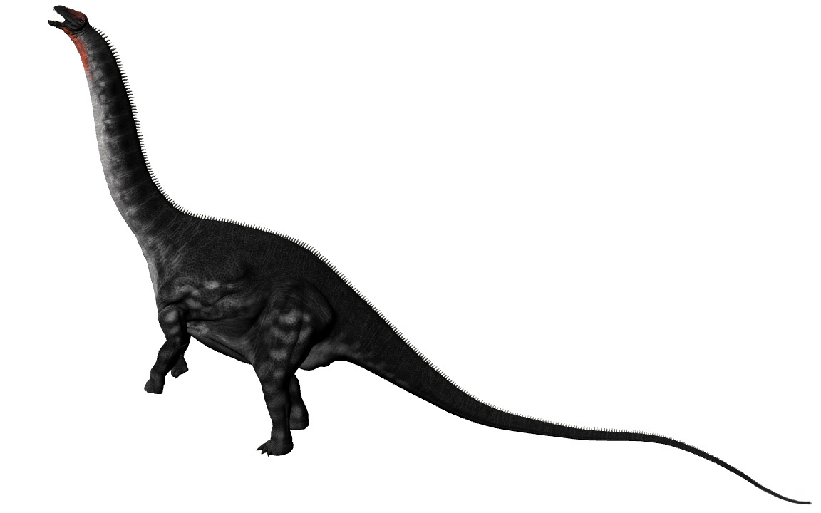 Apatosaurus ajax Apatosaurus ajax - AVPH