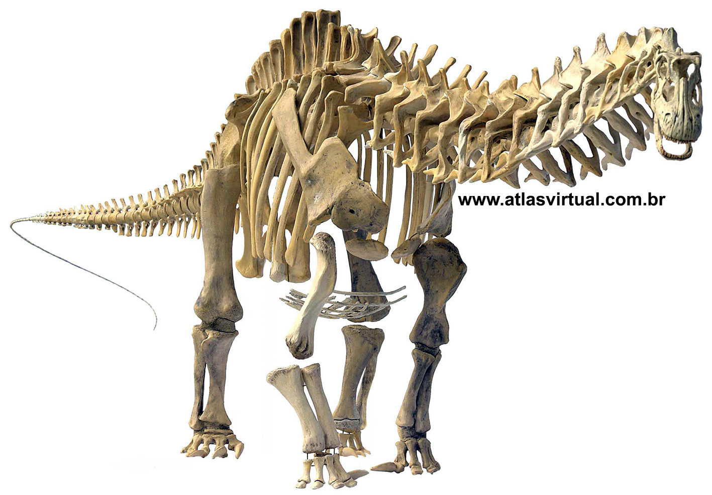 Apatosaurus ajax Apatosaurus ajax - AVPH
