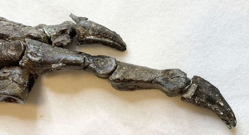 Aratasaurus museonacionali Aratasaurus museonacionali - AVPH