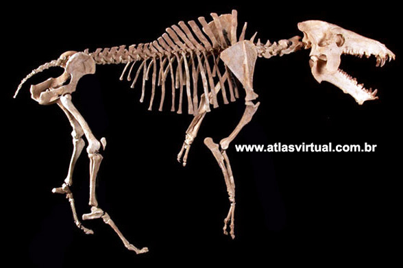 Archaeotherium mortoni Archaeotherium mortoni - AVPH