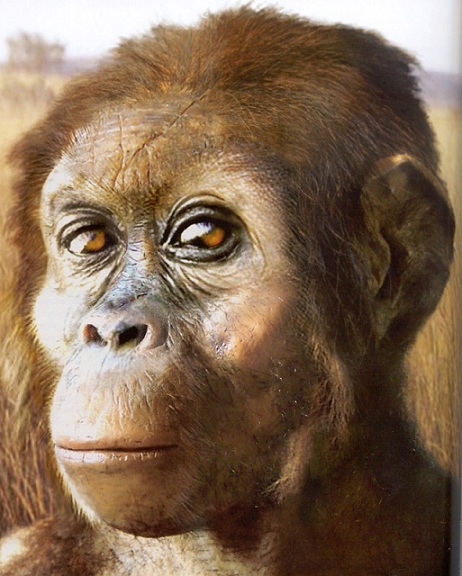 Australopithecus afarensis - AVPH