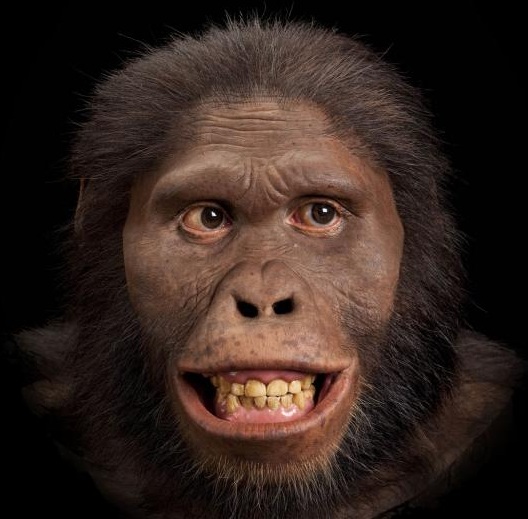 Australopithecus africanus - AVPH