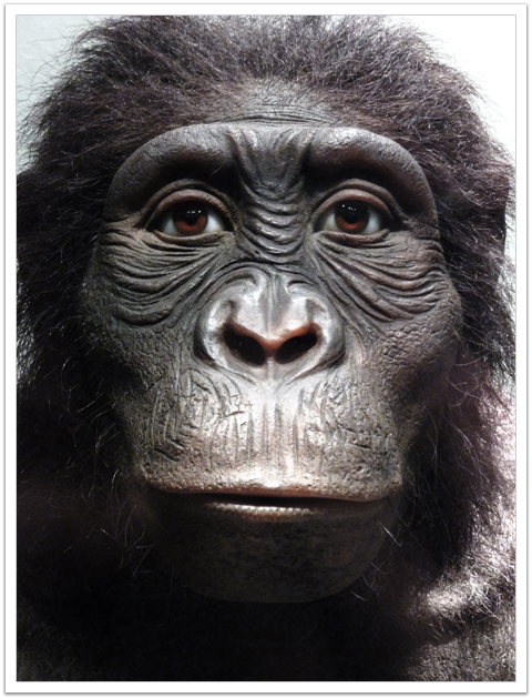 Australopithecus anamensis - AVPH