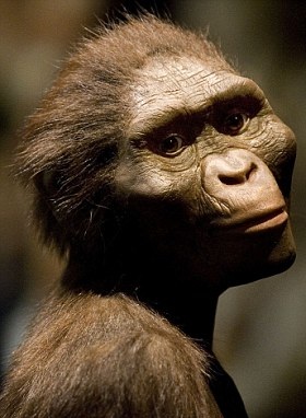 Australopithecus bahrelghazali - AVPH