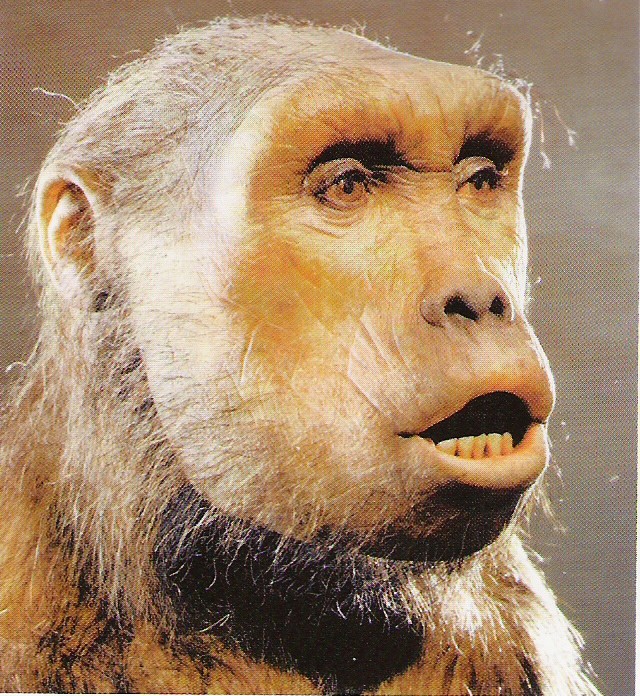 Australopithecus bahrelghazali - AVPH
