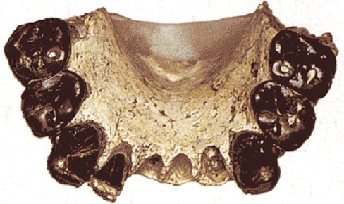 Australopithecus bahrelghazali - AVPH