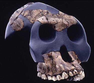 Australopithecus garhi - AVPH