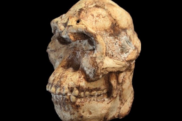Australopithecus prometheus - AVPH