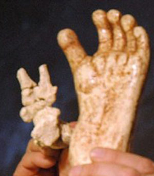 Australopithecus prometheus - AVPH