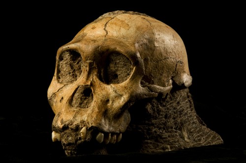 Australopithecus sediba - AVPH