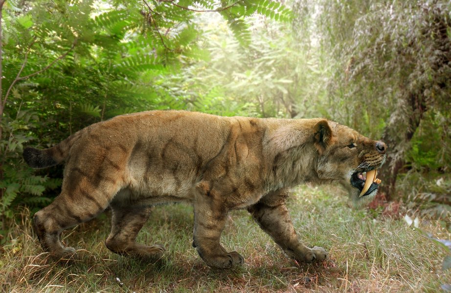 Tigres dentes-de-sabre podem ter mantido os caninos escondidos dentro da  boca
