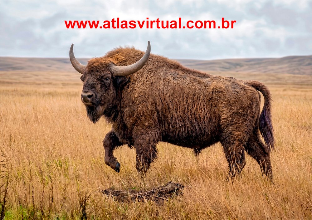 Bison priscus - AVPH