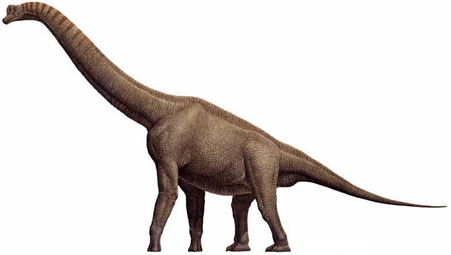 Brachiosaurus Brachiosaurus - AVPH