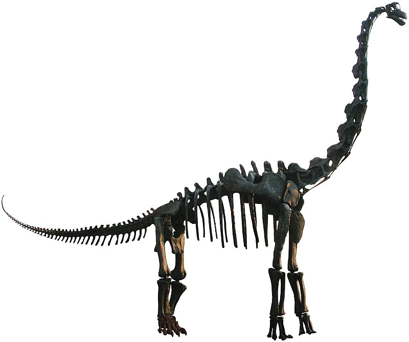 Brachiosaurus Brachiosaurus - AVPH