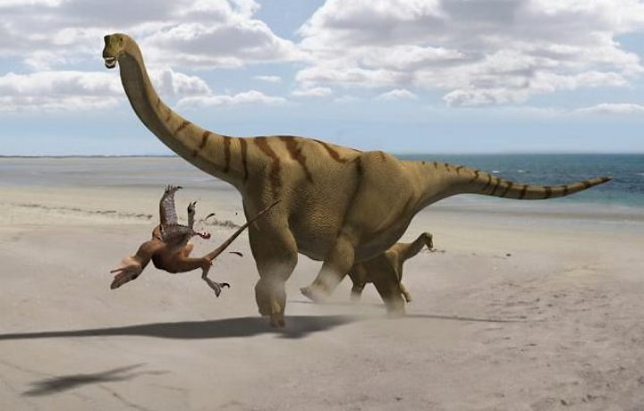 Brontomerus - AVPH