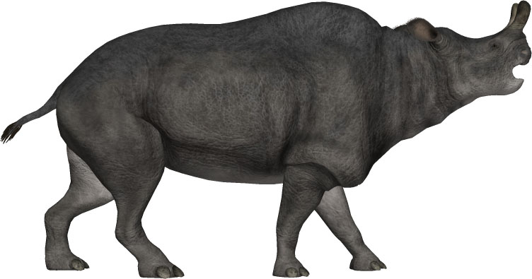 Megacerops - AVPH