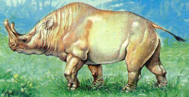 Megacerops - AVPH