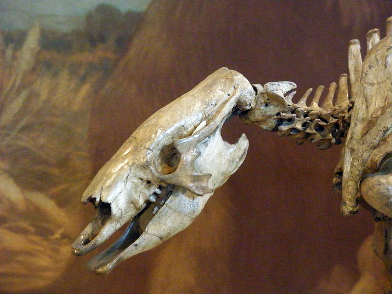 Catonyx cuvieri Catonyx cuvieri - AVPH