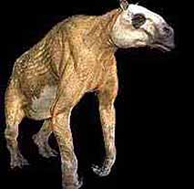Chalicotherium goldfussi Chalicotherium goldfussi - AVPH