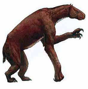 Chalicotherium goldfussi Chalicotherium goldfussi - AVPH