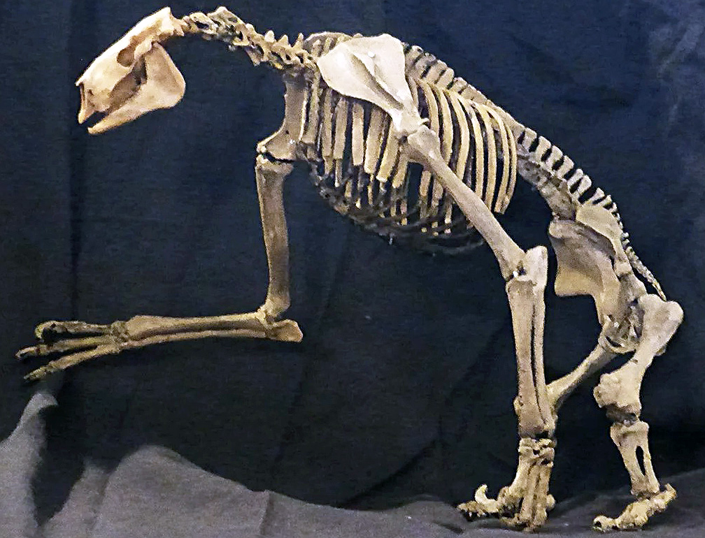 Chalicotherium goldfussi Chalicotherium goldfussi - AVPH
