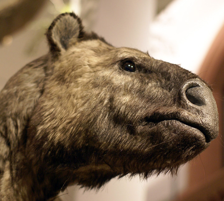 Chalicotherium goldfussi Chalicotherium goldfussi - AVPH