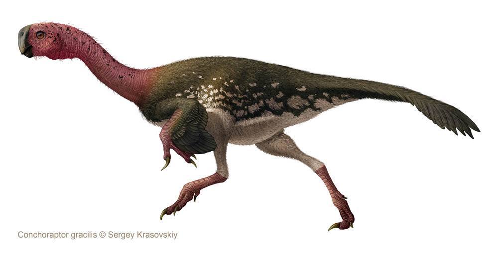 Conchoraptor Conchoraptor - AVPH