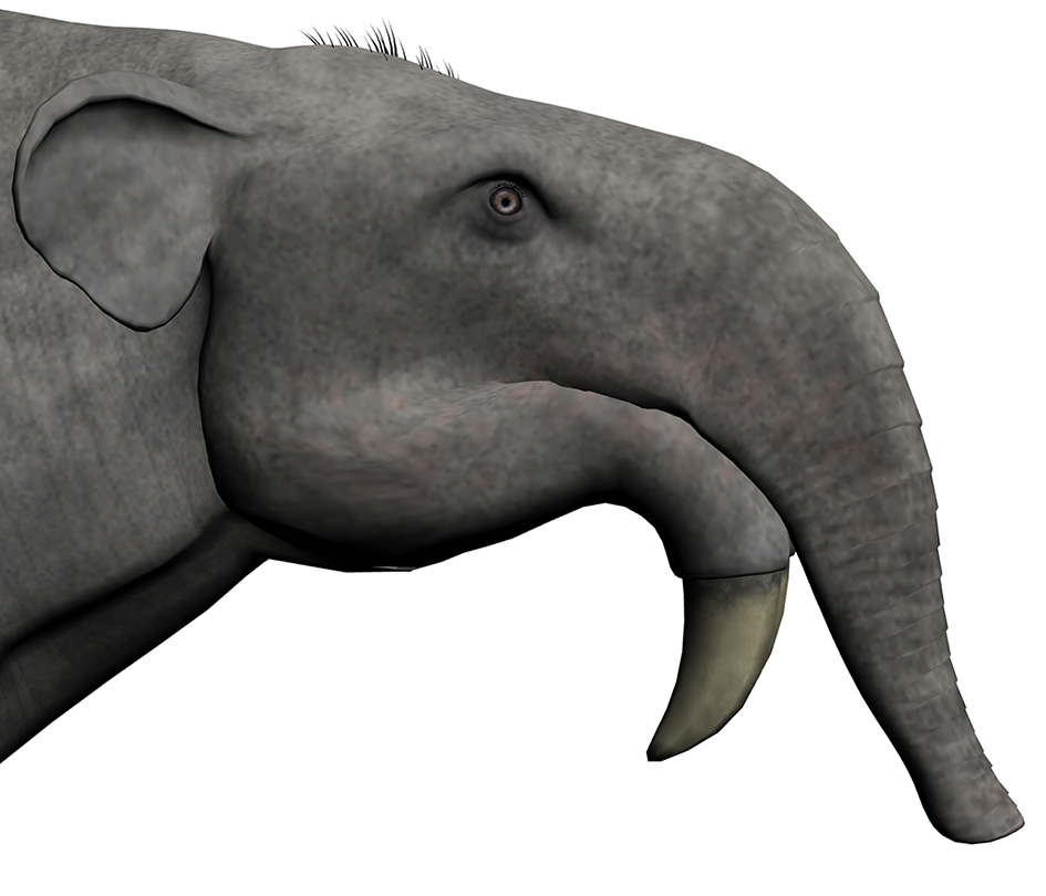 Deinotherium giganteum Deinotherium giganteum - AVPH
