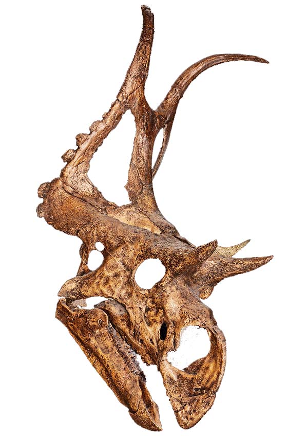 Diabloceratops eatoni Diabloceratops eatoni - AVPH