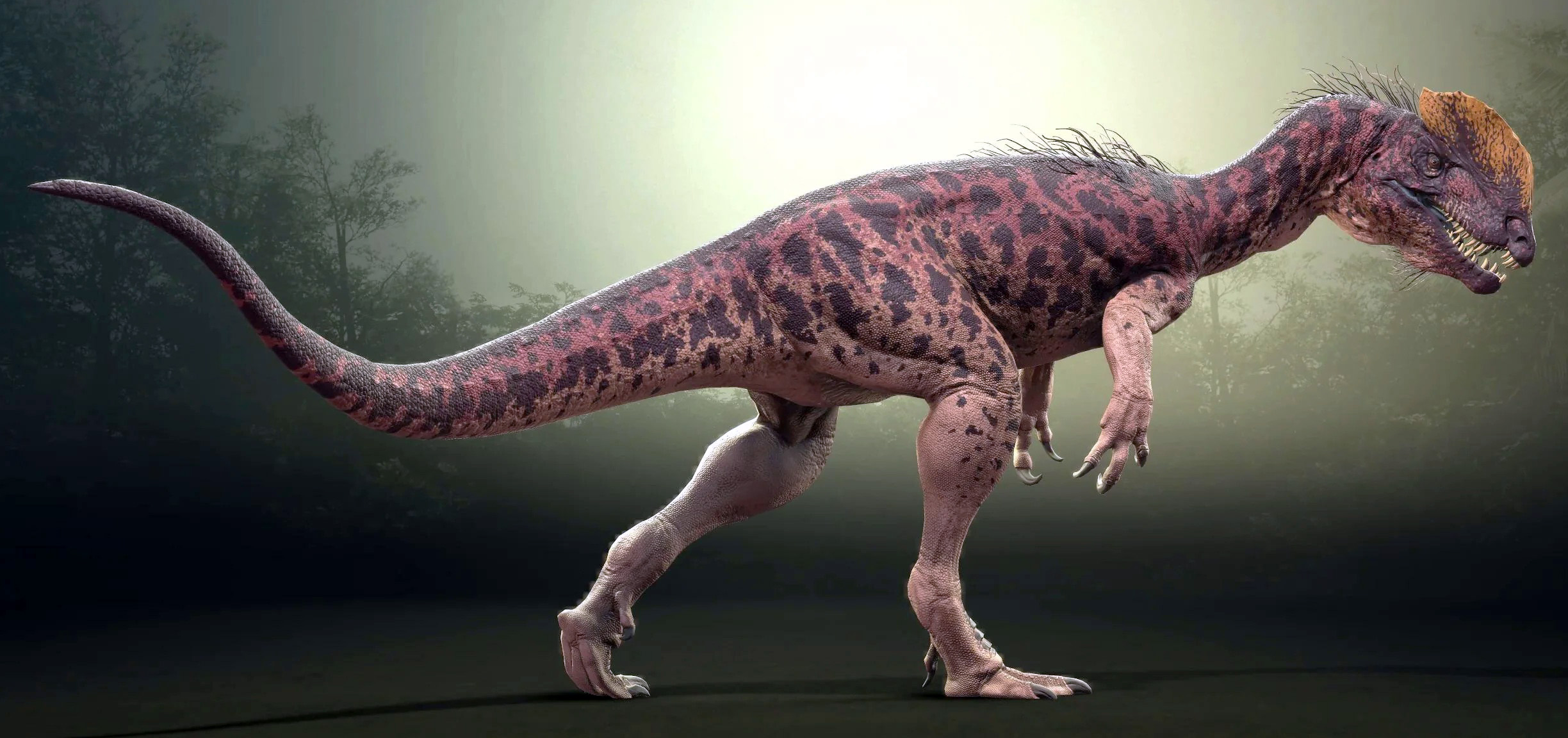 Dilophosaurus wetherilli Dilophosaurus wetherilli - AVPH