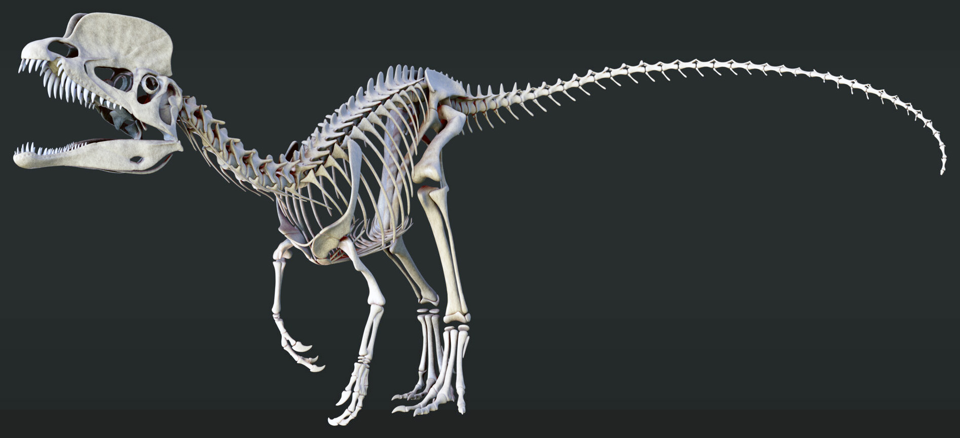 Dilophosaurus wetherilli Dilophosaurus wetherilli - AVPH
