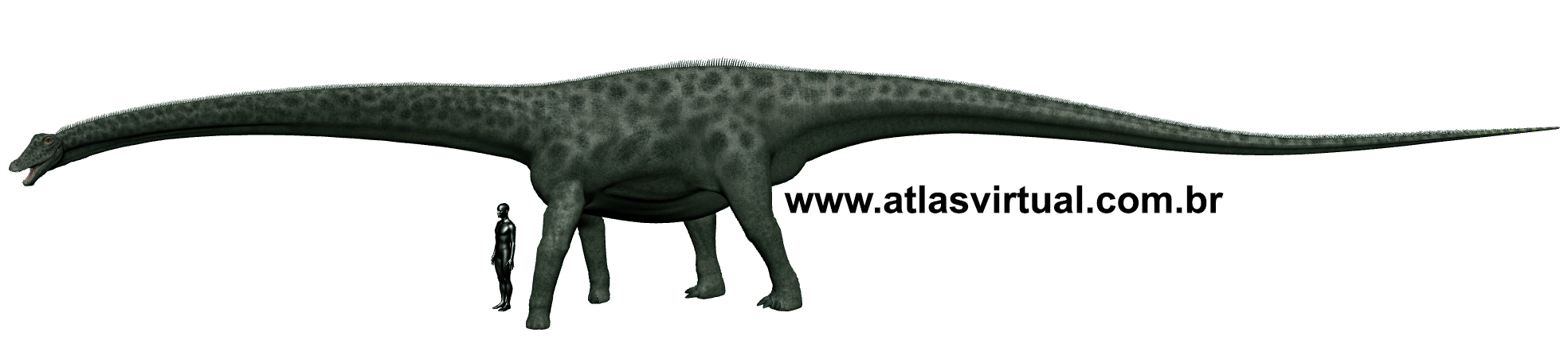 Diplodocus Diplodocus - AVPH