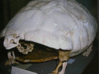 Aldabrachelys grandidieri - AVPH