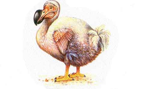 Dodo - AVPH