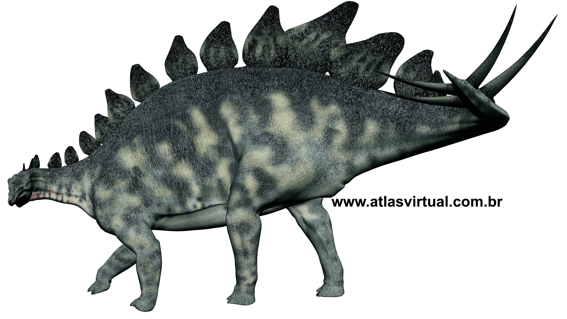 Stegosaurus stenops Stegosaurus stenops - AVPH